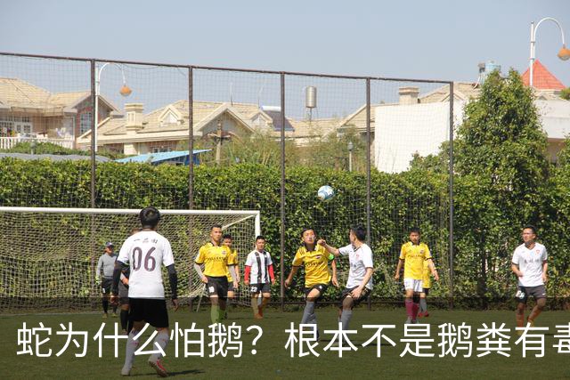 蛇为什么怕鹅？根本不是鹅粪有毒！真正原因是大鹅三大绝杀技能